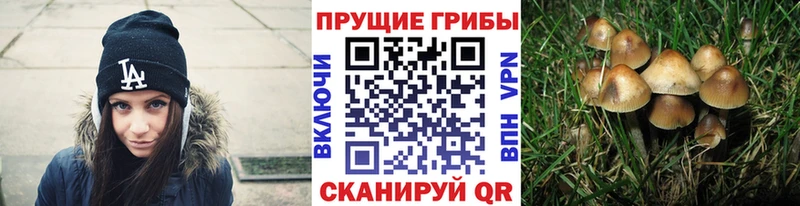 Купить закладки Зеленоградск Псилоцибиновые грибы прущие грибы